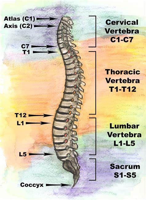 Spinal Anatomy Spinal Regions Bones And Discs Vertebrae Spinal Cord
