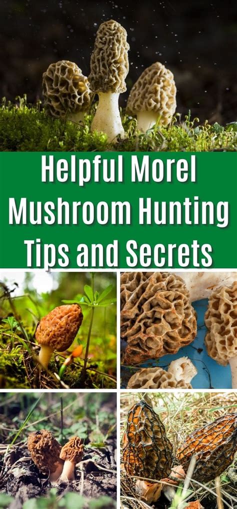 Helpful Morel Mushroom Hunting Tips And Secrets Mushroom Appreciation