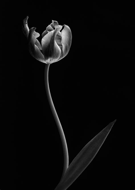 Pin On Tulip