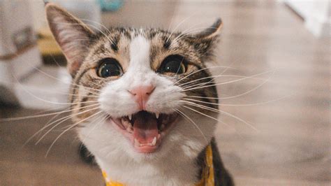 Find the perfect cats stock photos and editorial news pictures from getty images. 5 Signs Your Cat Might Be Crying Out for Help (and How to ...