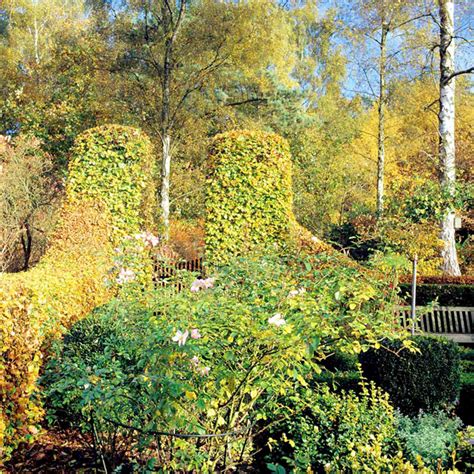 Hedge Collection Four Season Trees Shrubs Hedging Gardening