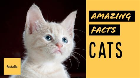 Amazing Facts About Cats Youtube
