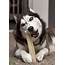 Stud Dog  Black And White Siberian Husky Breed Your
