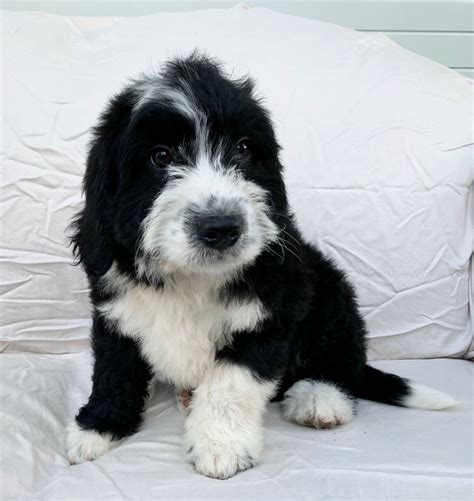 The deposit can be made preferably by venmo or by paypal or cash app the remaining $1,500 is due at pickup & the preferred payment method is cash. Goldendoodle Puppies For Sale | Berlin, NJ #320772