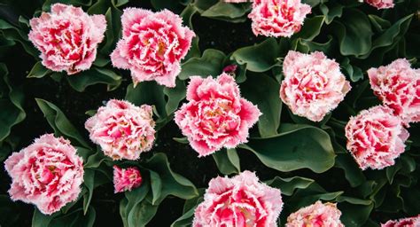 How To Grow And Care For Carnations Gardeners Grail