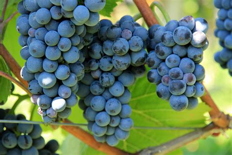 Free Images Grape Vine Wine Fruit Food Produce Agriculture