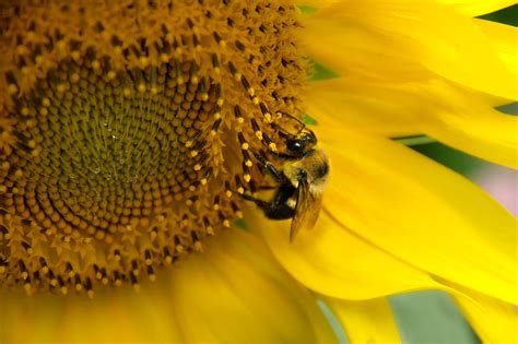 Maybe you would like to learn more about one of these? National Pollinator Week | Perennial Flowers | Rock Solid ...