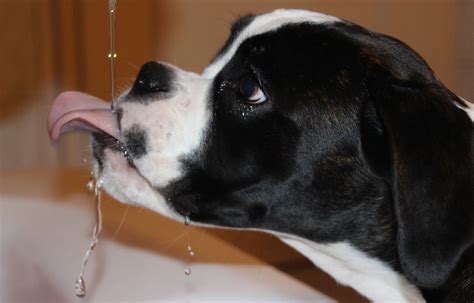 In reality, troubles can be caused by it because it is full of sugar or even fat. Can Dogs Drink Carbonated Water? | The Dog People by Rover.com