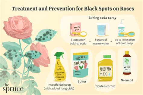 How To Treat And Prevent Black Spots On Roses