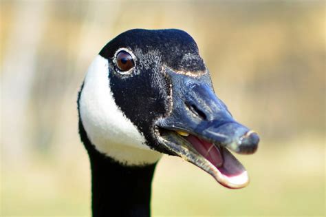 They are also known for being a pest species. The meaning and symbolism of the word - «Goose»