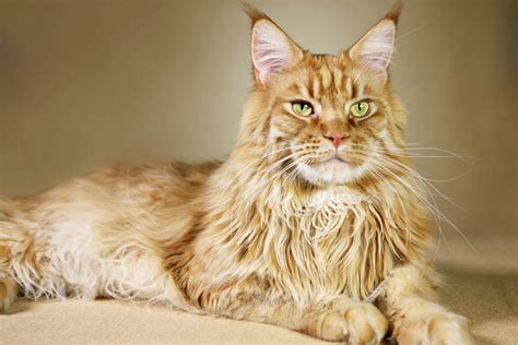 Orange Maine Coon Cats 2023 Everything You Need To Know