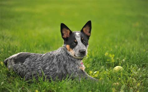 Australian Cattle Dog Dog Breeds Facts Advice And Pictures Mypetzilla Uk