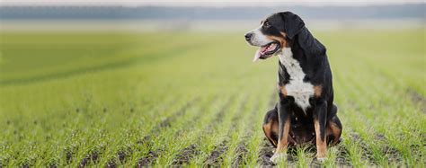 greater swiss mountain dog breed health history appearance temperament  maintenance