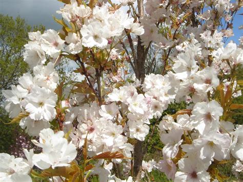 Buy Prunus Amanogawa Flagpole Cherry Trees And Hedging Hopes Grove