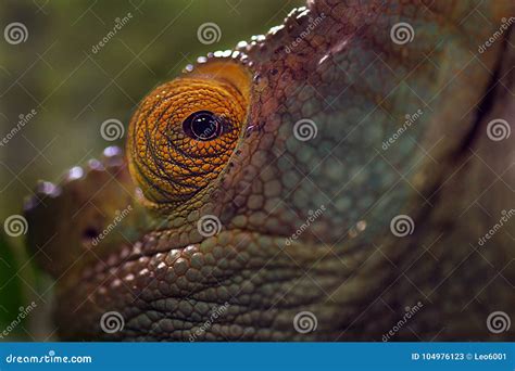 Chameleon Eye Close Up Stock Image Image Of Green 104976123