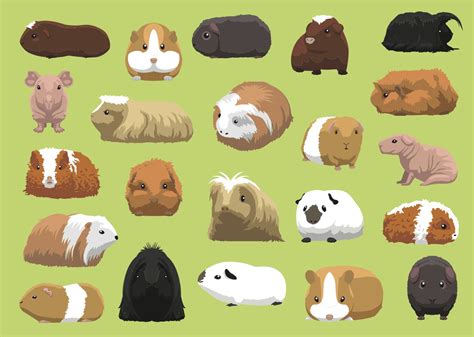Guinea Pig Anatomy Five Fun Facts Small Pet Select