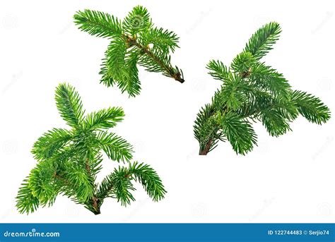 Three Pine Tree Branches Stock Image Image Of Coniferous 122744483