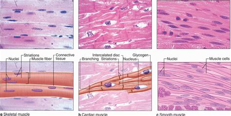 Anatomy Muscle Tissue Slides