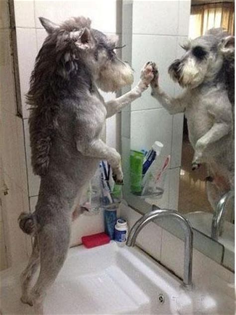 5575 Best Schnauzer Pictures Images On Pinterest