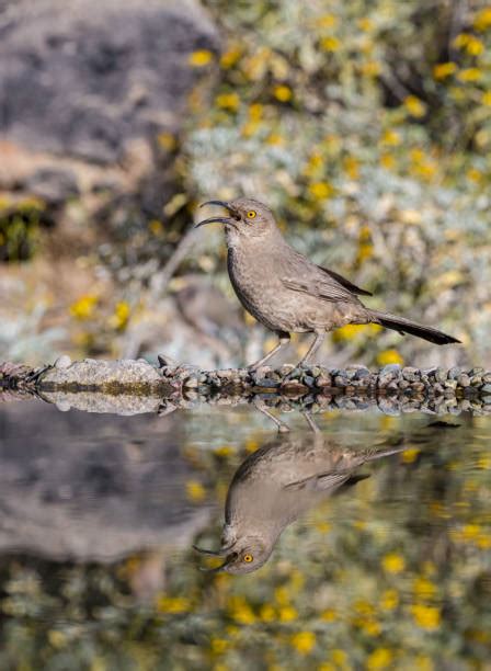 450 Curve Billed Thrasher Photos Stock Photos Pictures And Royalty Free