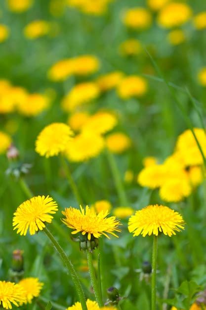 Weiland Met Gele Paardebloemen Gratis Foto