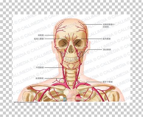 The internal carotid artery (latin: Head And Neck Anatomy Common Carotid Artery Vein PNG ...