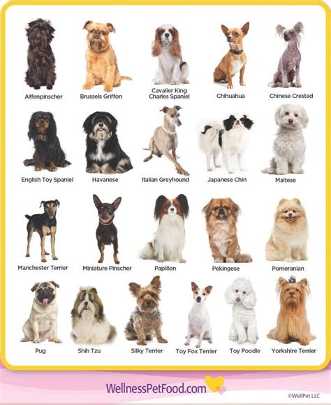 Pin On Dogs Dog Breeds Medium Dog Breeds List Cute Small Dogs