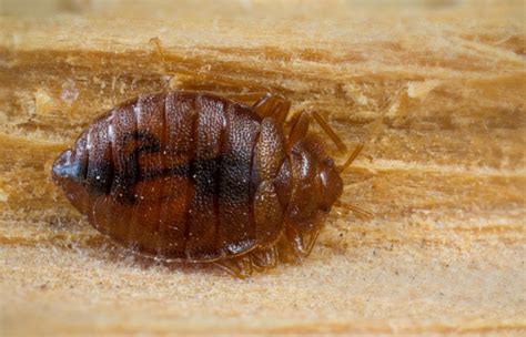 What To Do When You Encounter Bed Bugs On Your Travels