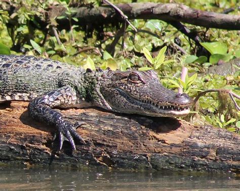 Sunning Alligator South Louisiana Crocodiles Louisiana Art Alligator