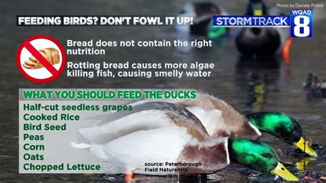 Here Are 7 Great Things To Feed Ducks Instead Of Bread