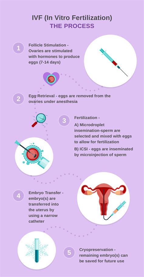 In Vitro Fertilization Minneapolis Ifv Doctors Embryo Transfer