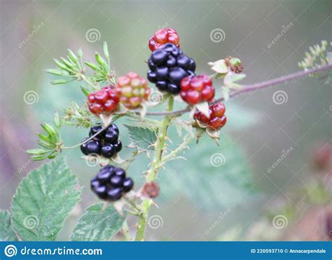 Wild Blackberries Brambles Ripening On The Bush Stock Photo Image