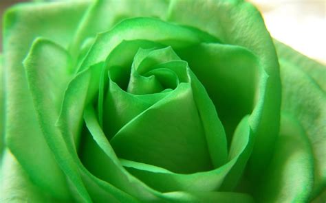 Green Flowers Wallpapers Wallpaper Cave