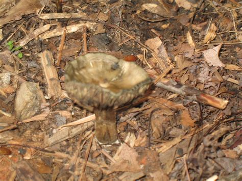 Id Request Northeast Mulch Mushroom Mushroom Hunting And