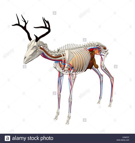 Hirsch-Anatomie-Organe Stockfoto, Bild: 34981359 - Alamy