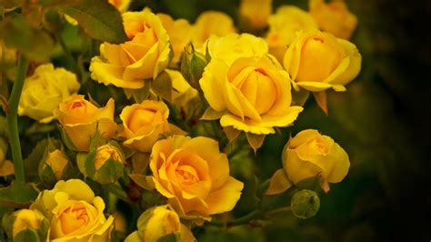 Beautiful Yellow Roses In The Garden Wallpapers And Images Wallpapers