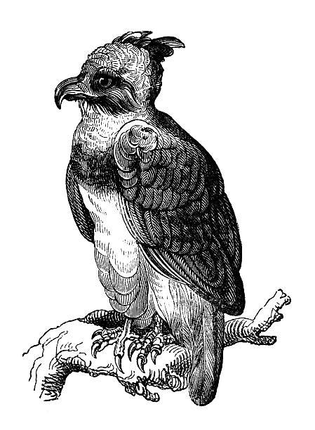 Harpy Eagle Drawing Stock Photos Pictures And Royalty Free Images Istock