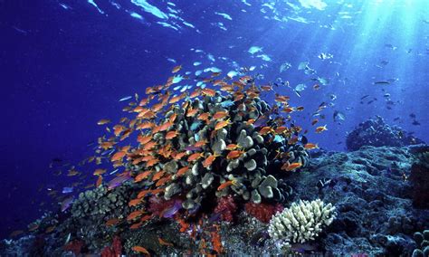 Ocean Habitat Habitats Wwf