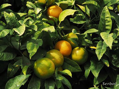 Citrus X Sinensis Naranjo Dulce Naturaleza Para Todos