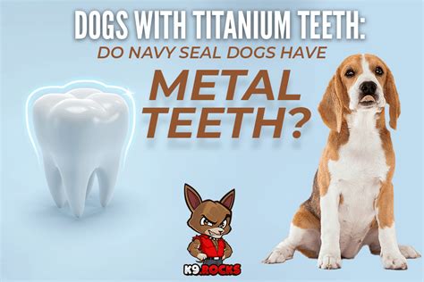 Dogs With Titanium Teeth Do Navy Seal Dogs Have Metal Teeth K9 Rocks