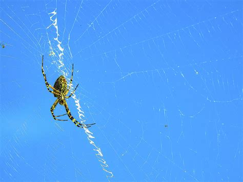 Banana Spider In Web2 Photograph By Suzanne Torres Pixels