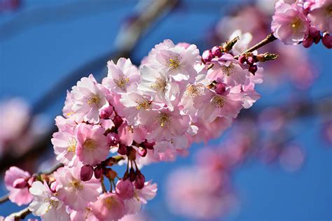 Top Ten Places To See Cherry Blossoms In China This Spring