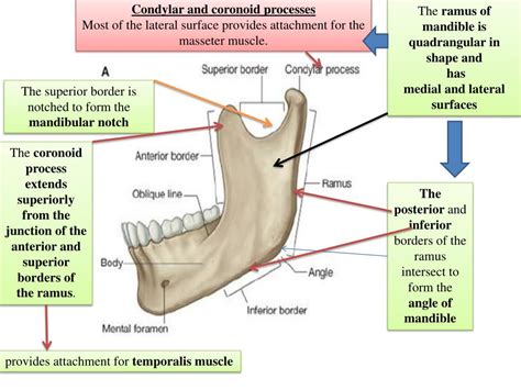 Ppt The Ramus Of Mandible Is Quadrangular In Shape And Has Medial And