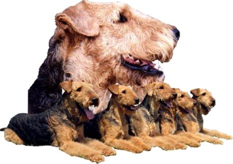 Styrian spirit fleet (based on our database records). Styrian Spirit Airedale Terrier - Herzlich Willkommen ...