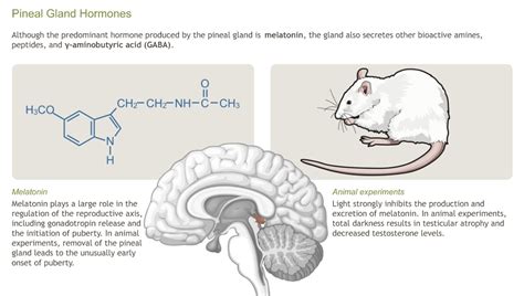 Understanding the Physiology of the Endocrine System-A.D.A.M. OnDemand