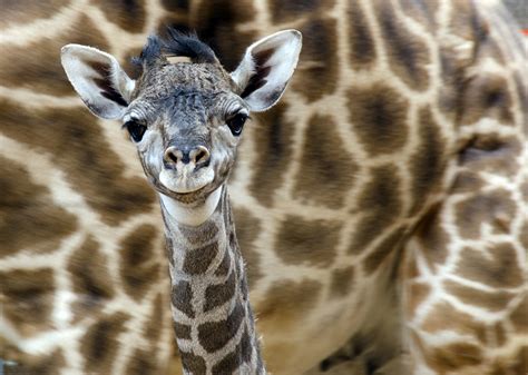 April Showers Bring Masai Flowers – Baby Giraffe at the Zoo! - The