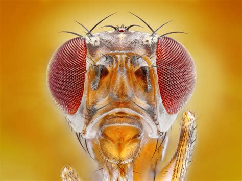 Five Fascinating Facts About Fruit Flies