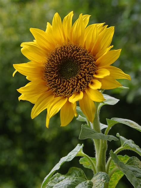 Filea Sunflower