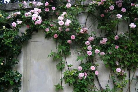 The 7 Best Climbing Roses For Your Garden Gardenista Climbing Roses