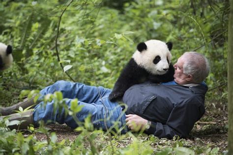 How One Biologist Applies His Bear Whisperer Know How To Chinese